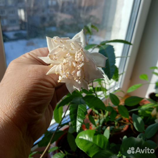 Комнатные цветочки