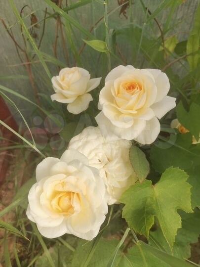 Дом 60 м² на участке 10 сот.