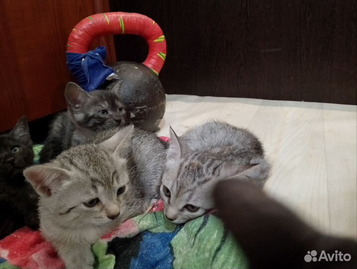 Кошка в дар бесплатно