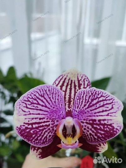 Орхидея фаленопсис