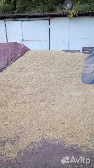 Зерно кукуруза