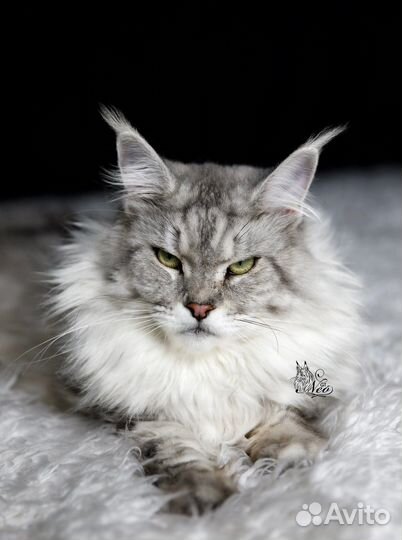 Кошка мейнкун