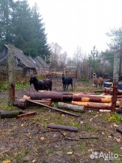 Овцы бараны ягнята/ козлята