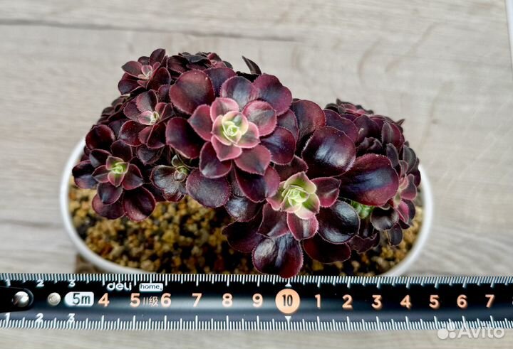 Эониум кристатный Медуза