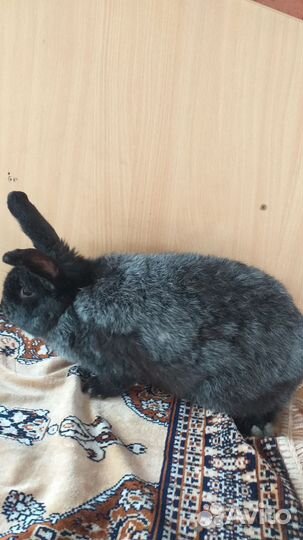 Кролик