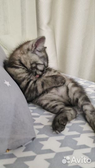 Котёнок шотландец бобтейл