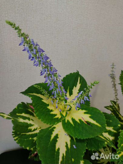 Колеусы вегетативные