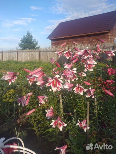 Лилия от Гибрид