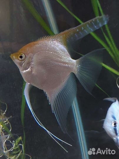 Гурами, скалярии, моллинезия лира, меченосец