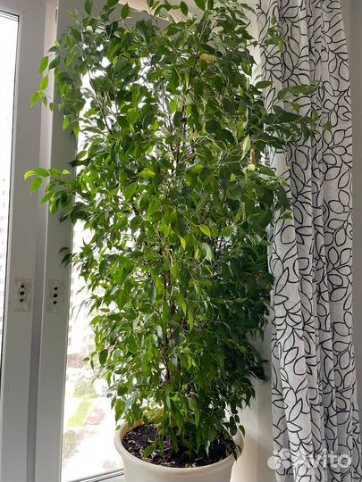 Фикус бенджамина большой