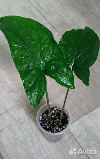 Сингониумы