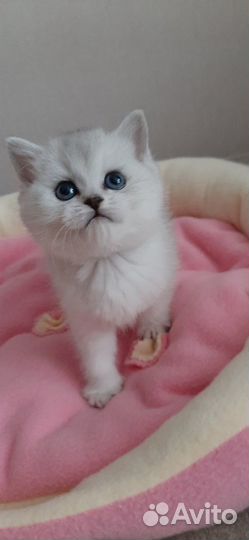 Котята шотландские