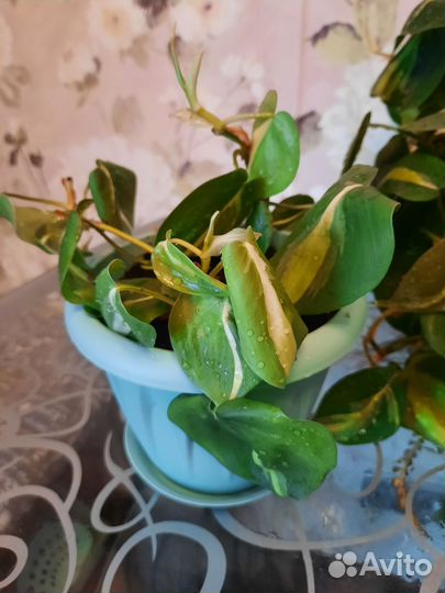 Комнатные растения Сциндапсус