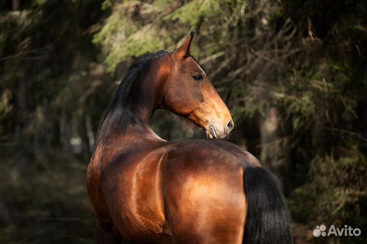 Продам рысаков