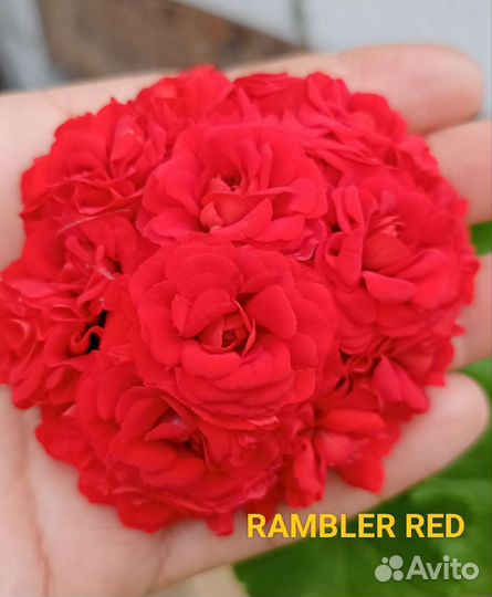 Пеларгонии сортовые