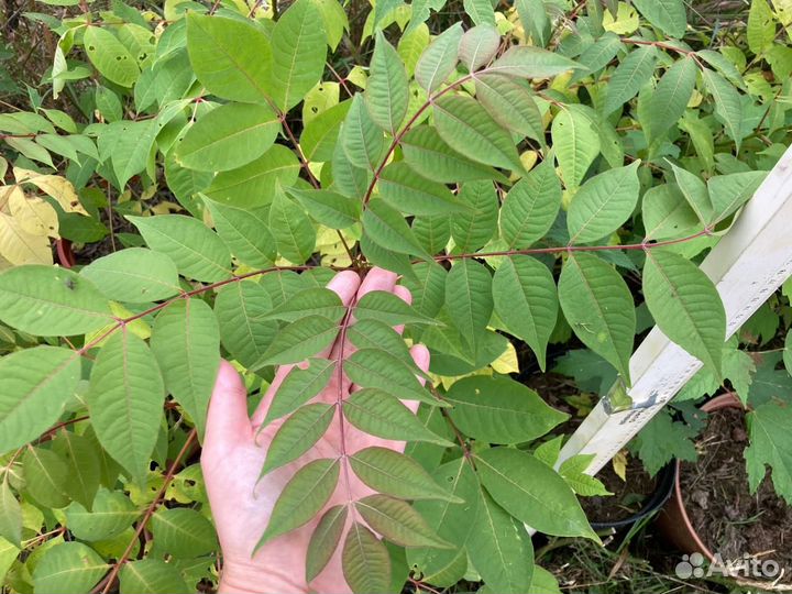 Саженцы Бархата Амурского (Пробковое дерево)