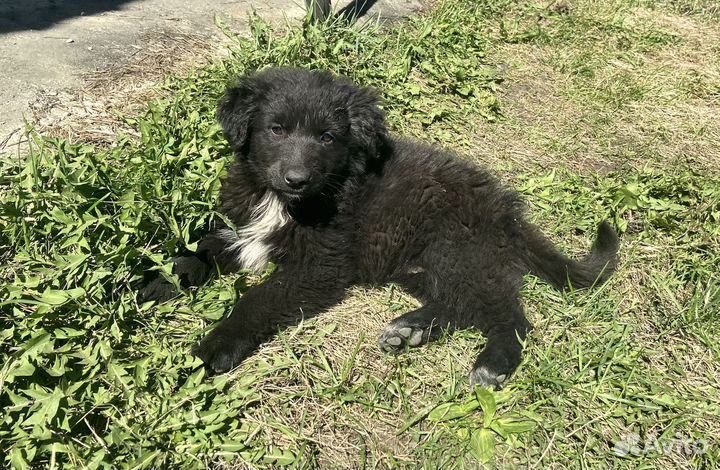 Отдам в добрые руки щенков