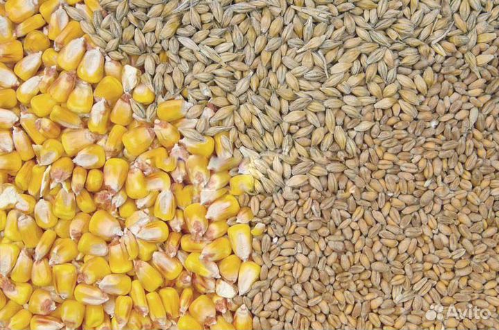 Корм для птиц (кукуруза,пшеница,просо,ячмень)