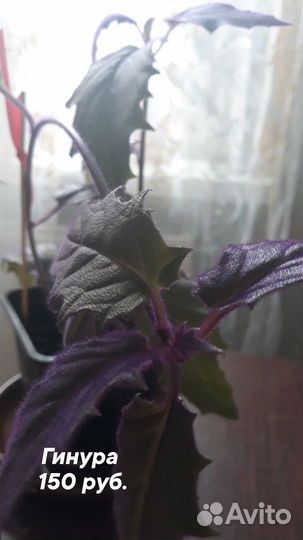 Продам комнатные растения