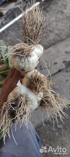 Чеснок деревенский