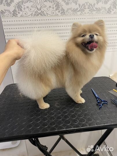 Груминг, стрижка шпица, йорк, болонка и тд