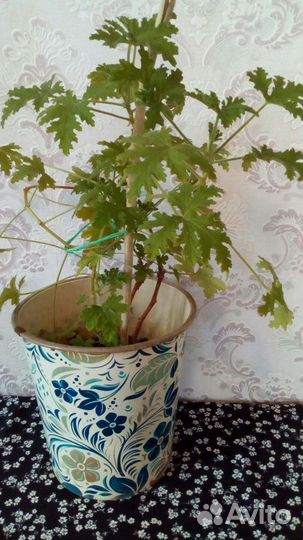 Пеларгония душистая