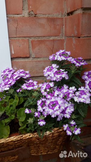 Вербена вегетативная