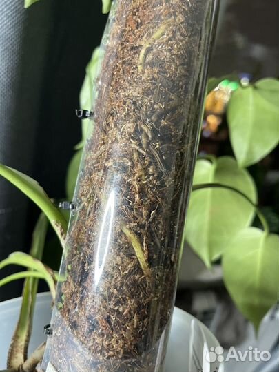 Монстера альба мини вар