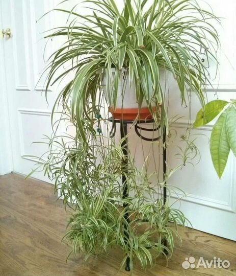 Хлорофитум: комнатное растение: Укоренённые