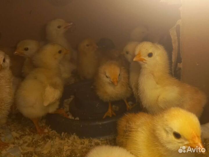 Цыплята