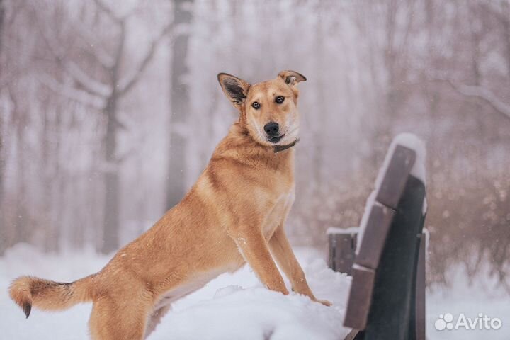 Собака в добрые руки
