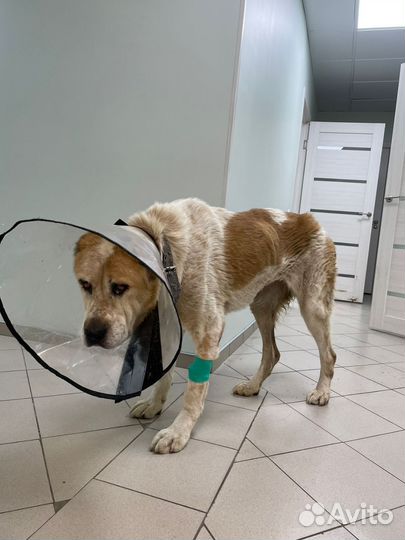 Алабай в плохом состоянии