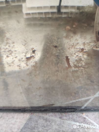 Австралийский красноклешневый рак