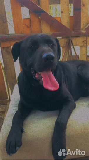 Лабрадор помесь умный год
