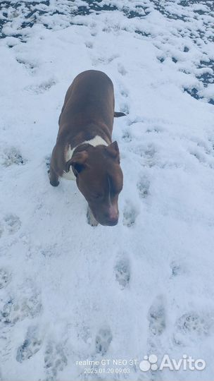 Стаффордширский терьер