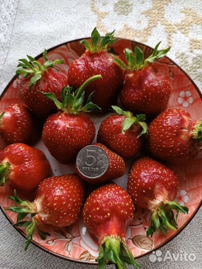 Рассада клубники