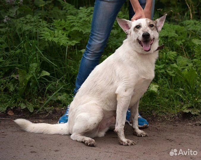 Собака в добрые руки бесплатно