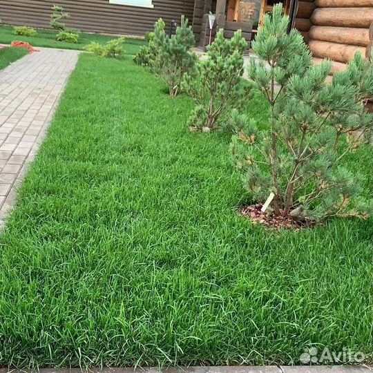 Газон и благоустройство