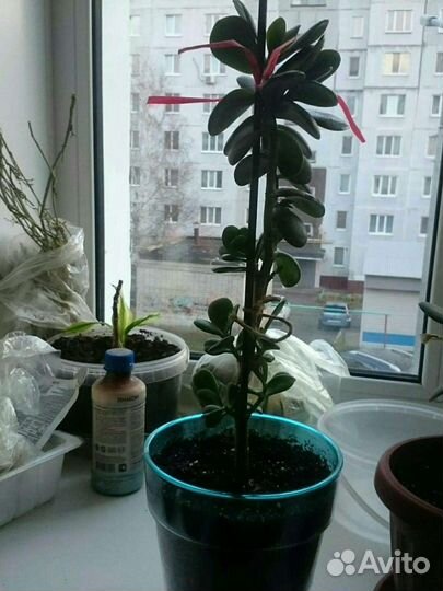 Растение толстянка