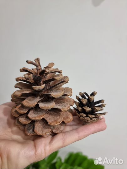 Шишки крымской сосны