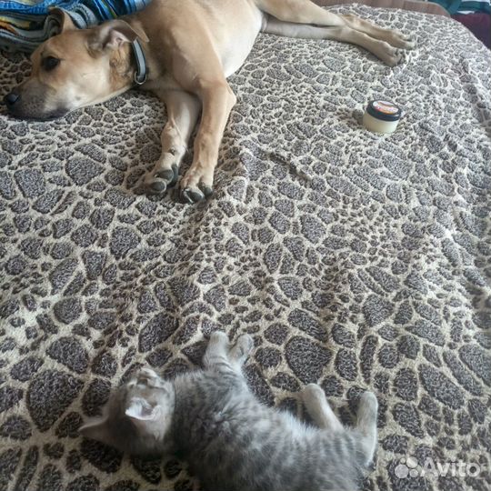 Отдам в добрые руки