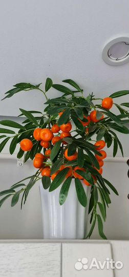 Растения искусственные цветы