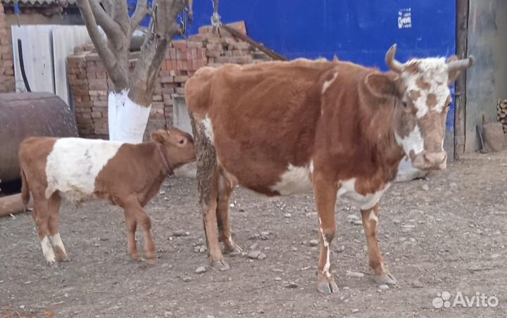 Корова с теленком