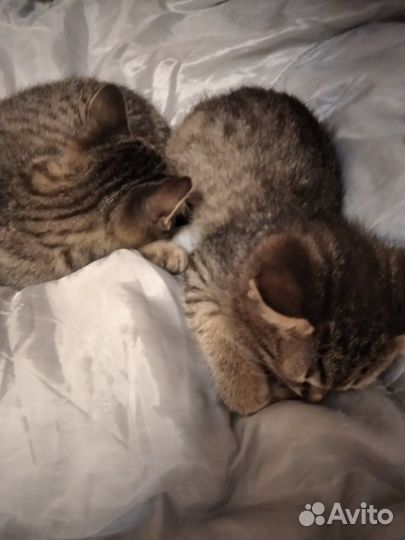 Котята бесплатно