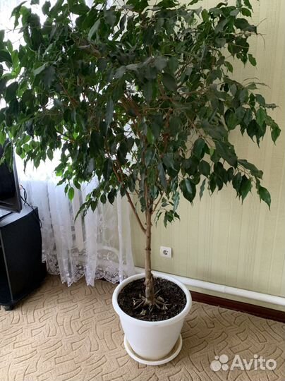 Фикус Бенжамина