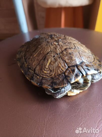 Красноухая черепаха