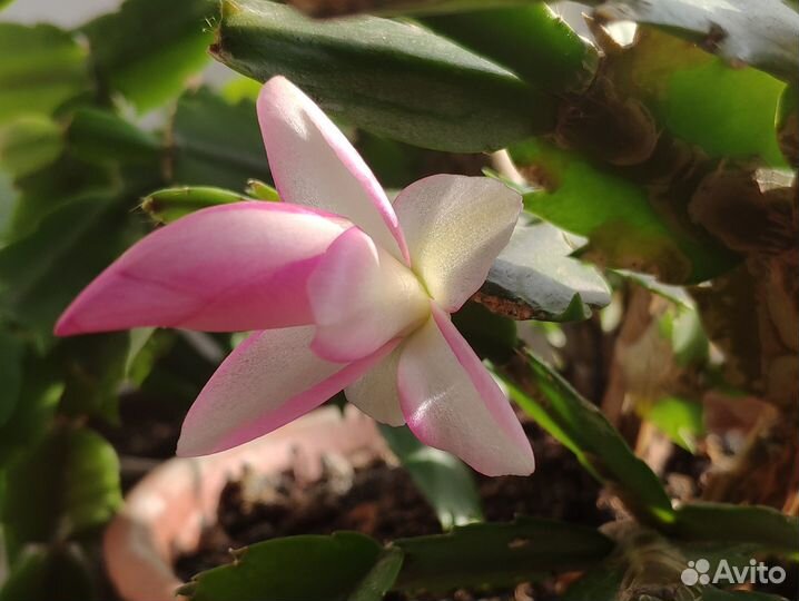 Декабристы