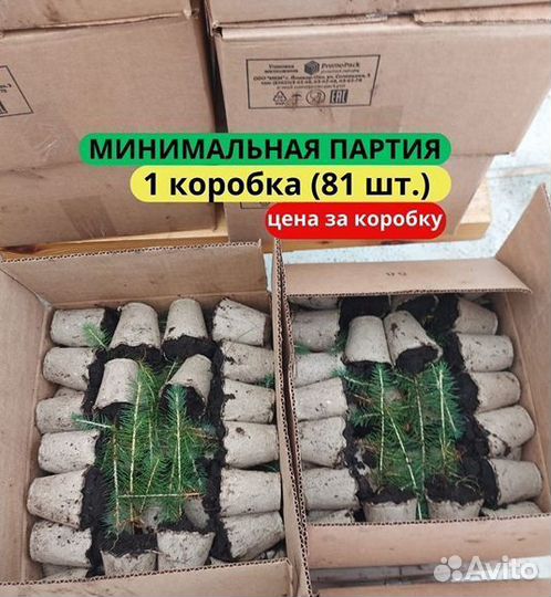 Сеянцы сосны обыкновенной зкс