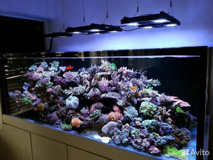 Оформление, обслуживание аквариумов