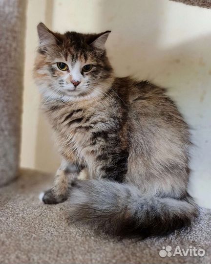 Кошка в дар бесплатно